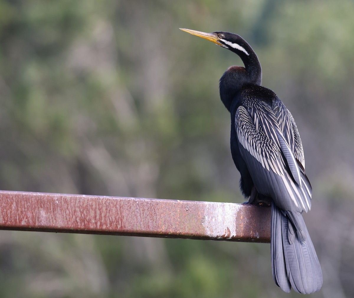 Anhinga d'Australie - ML623389118