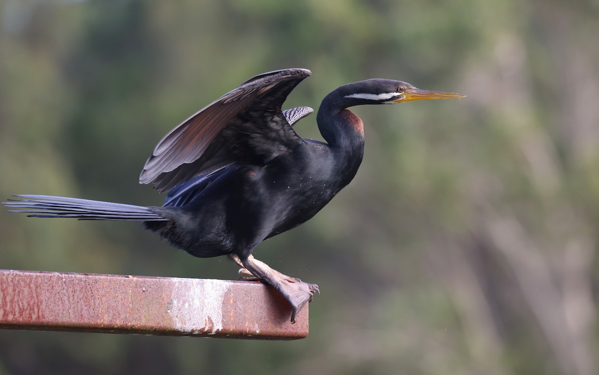 Anhinga d'Australie - ML623389119