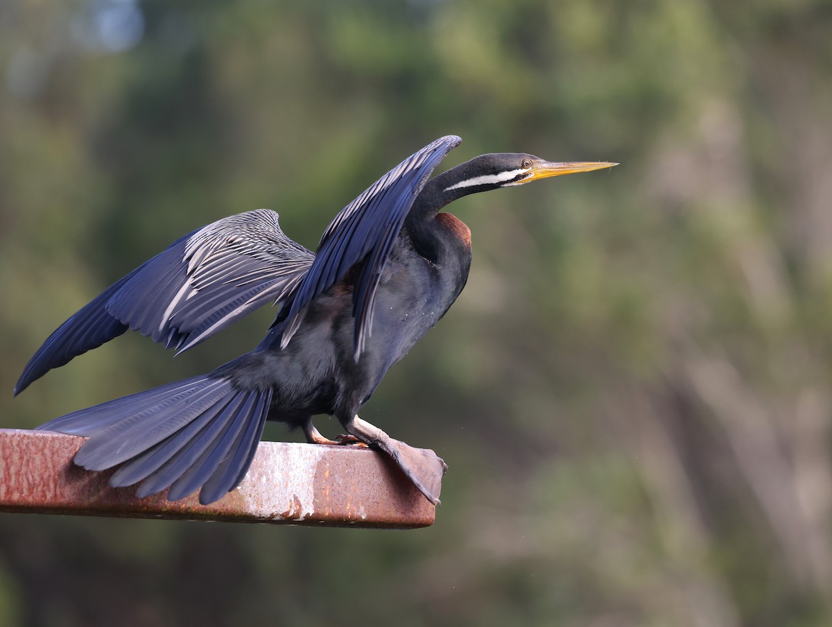 Anhinga d'Australie - ML623389120