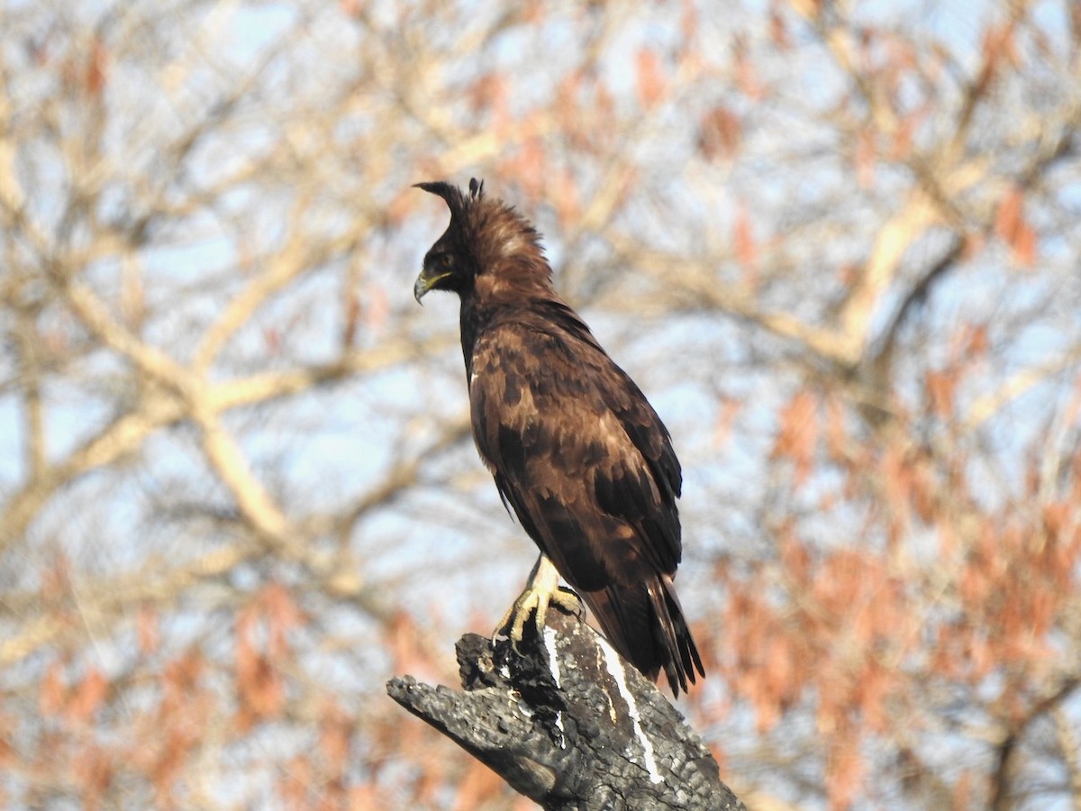 Long-crested Eagle - ML623389151