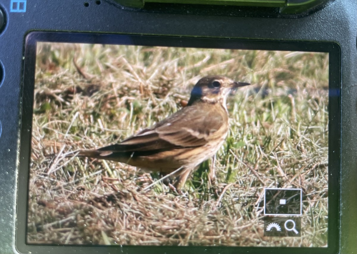 Spioncello del Pacifico - ML623389152