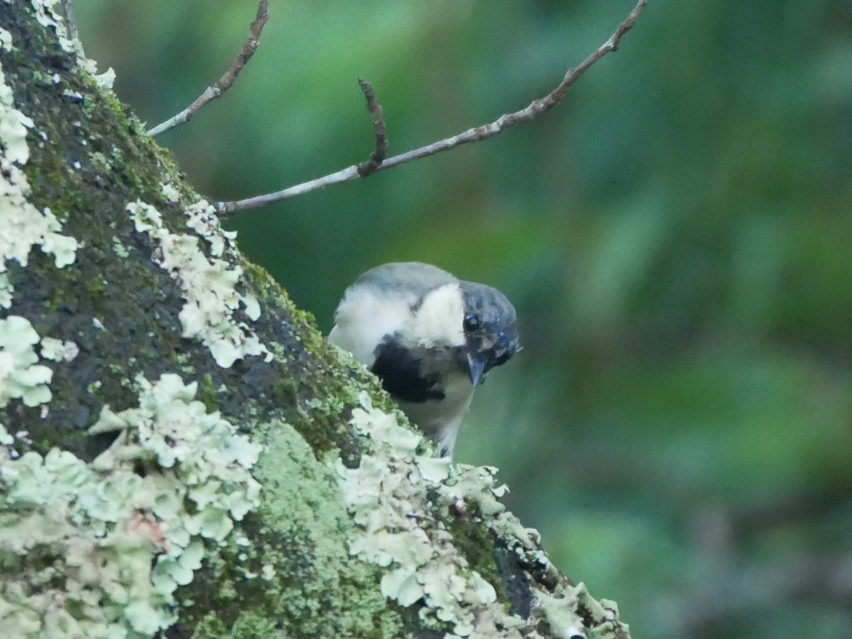 Japanese Tit - ML623389163