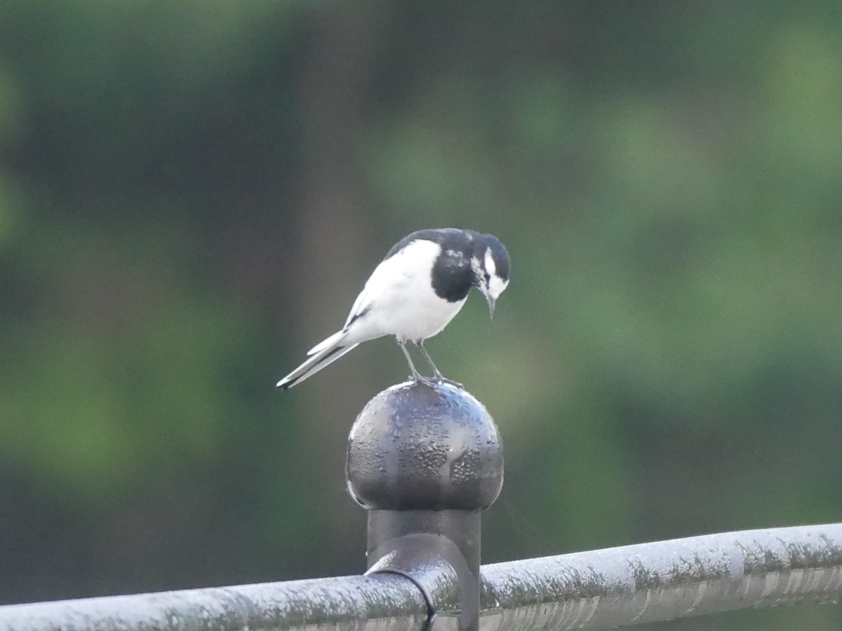 Japanese Wagtail - Wee Hao Ng