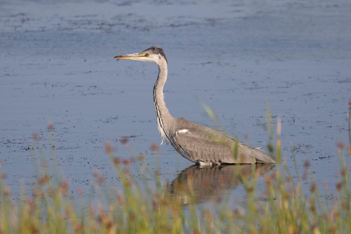 Gray Heron - ML623389214