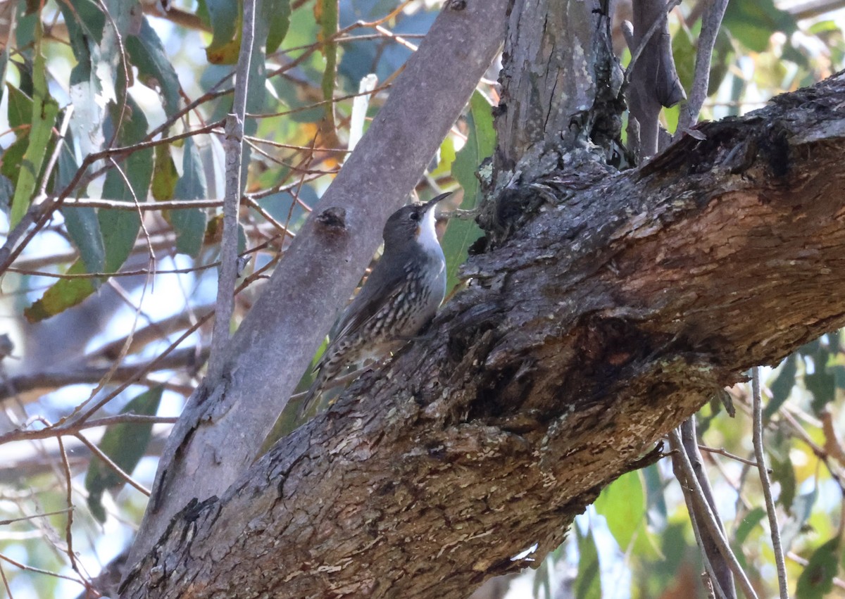 White-throated Treecreeper - ML623389241