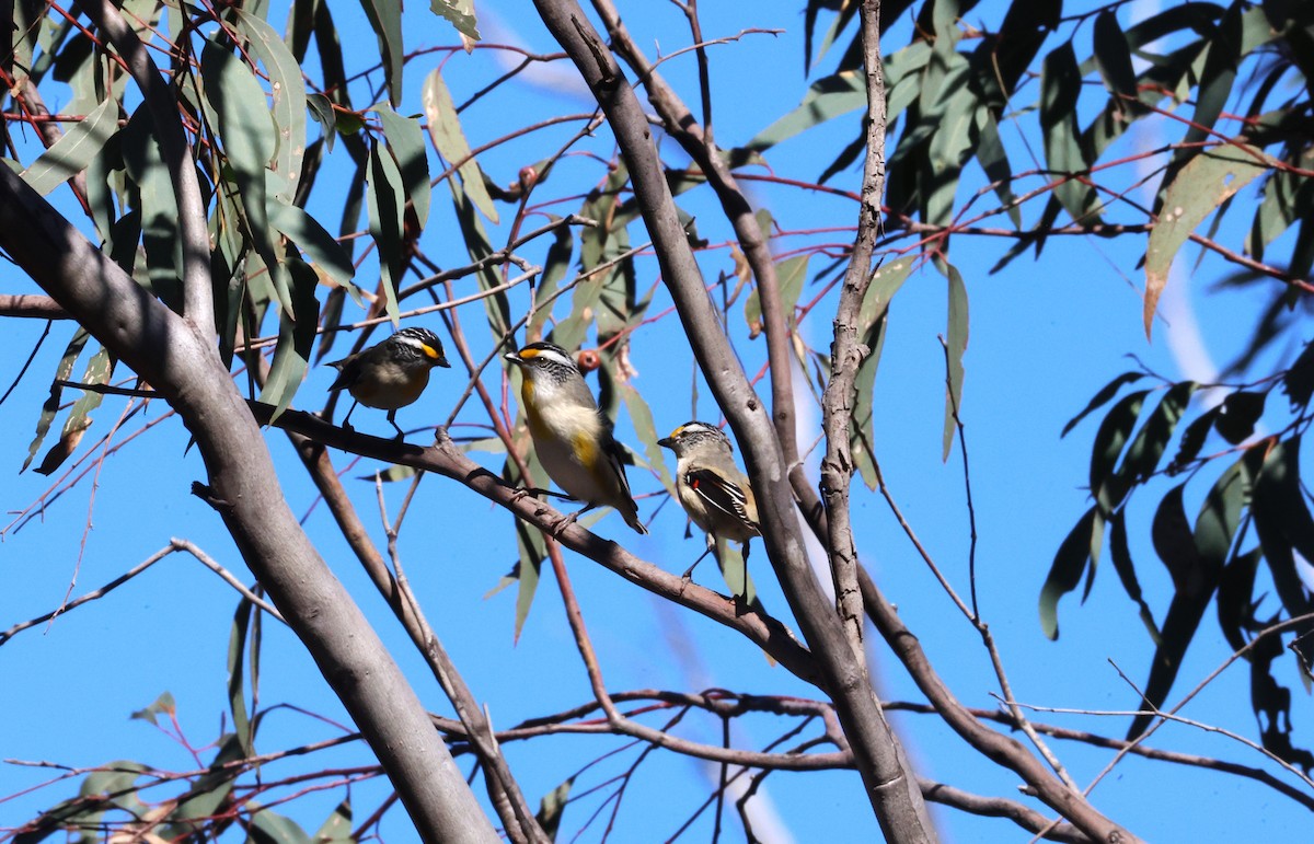 Striated Pardalote - ML623389244