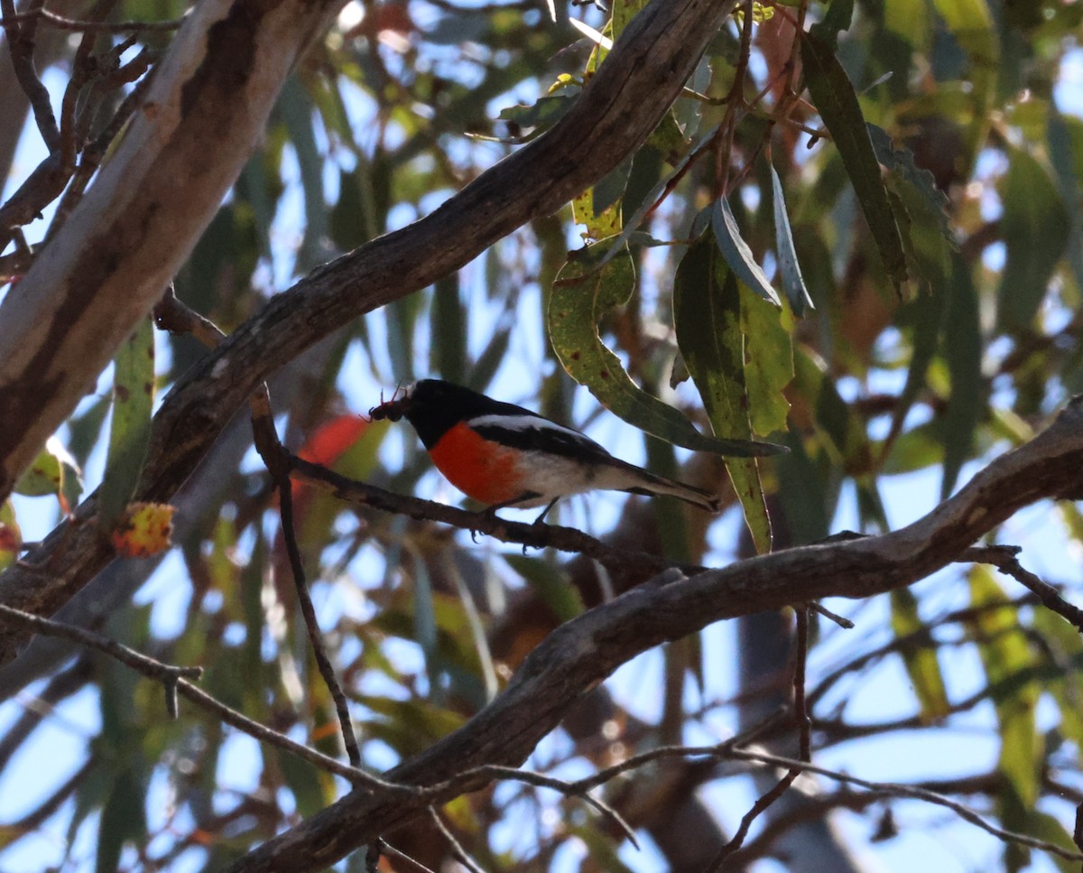 Scarlet Robin - ML623389250