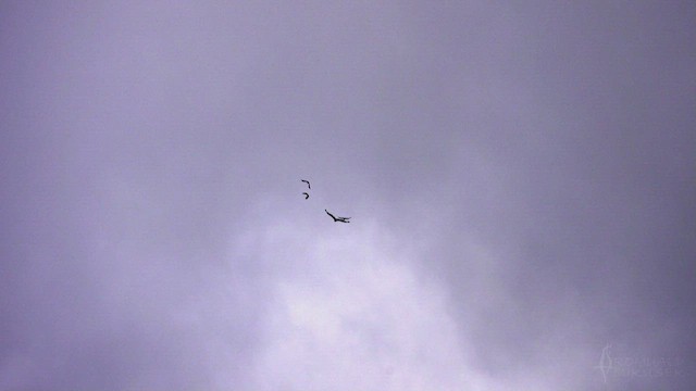 Wedge-tailed Eagle - ML623389337