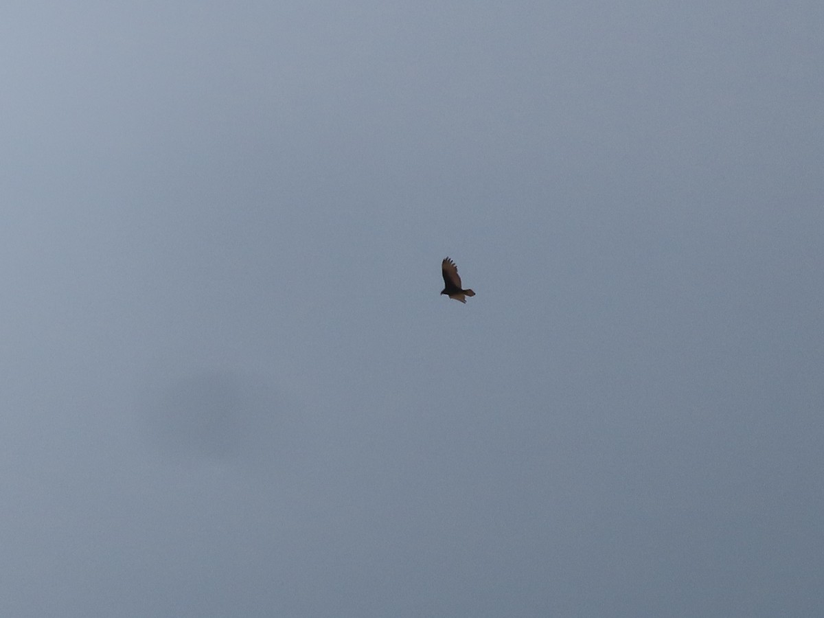 Turkey Vulture - ML623389376