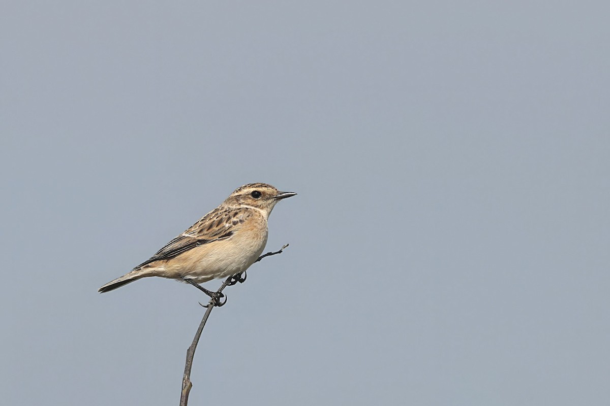 Whinchat - ML623389378