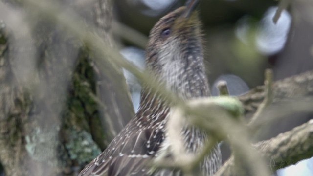 Little Wattlebird - ML623389442