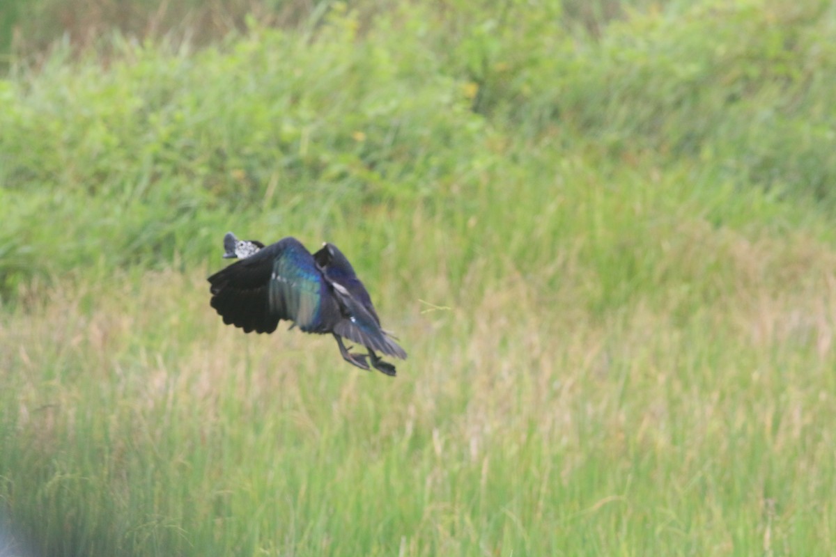 eBird Checklist - 25 Aug 2024 - Ranod--Phang Yang paddies - 14 species