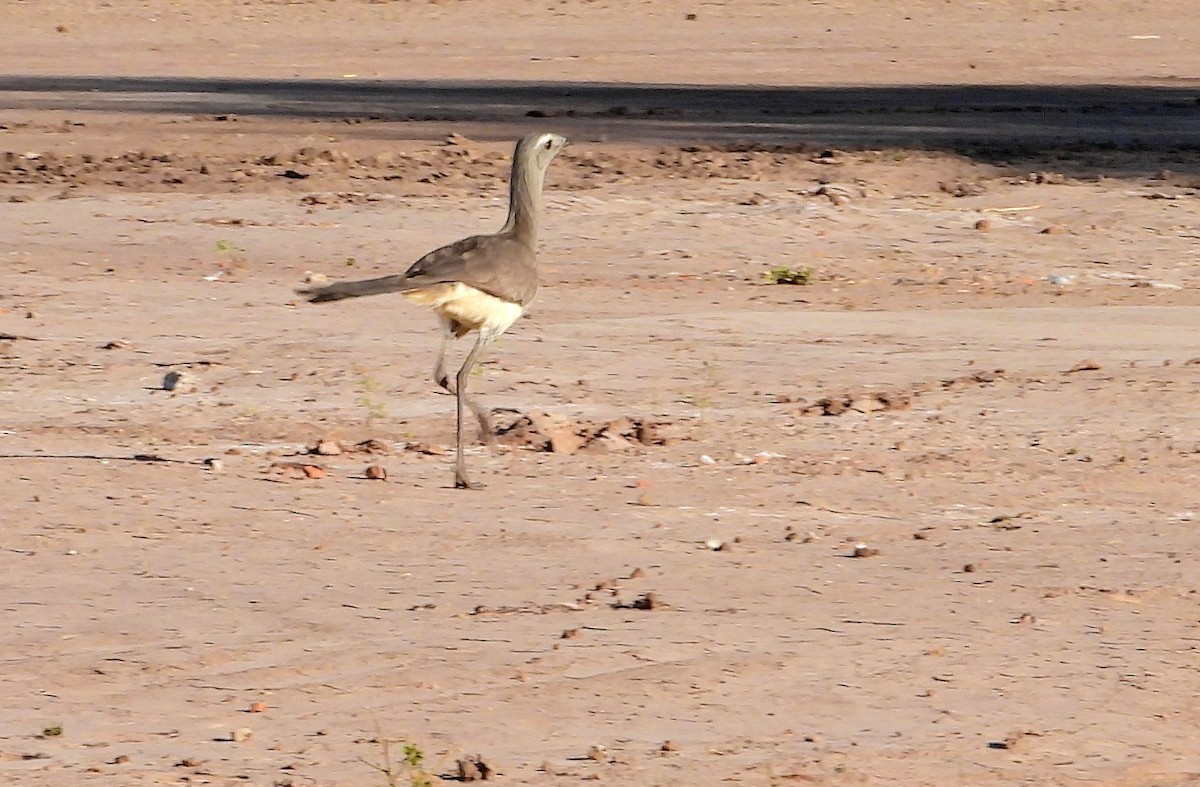 Black-legged Seriema - ML623389493