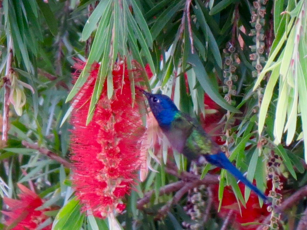 Colibrí Golondrina - ML62338951