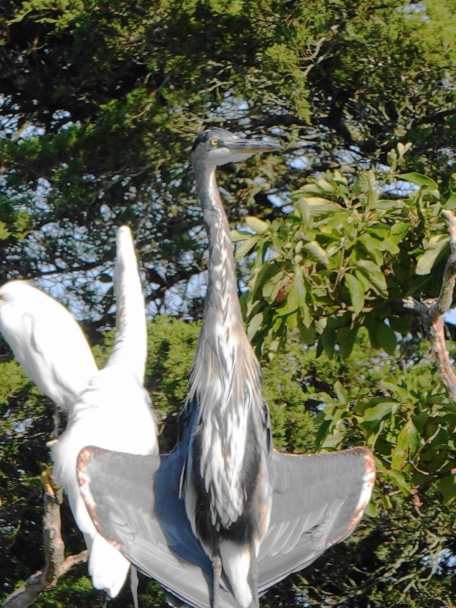 Yellow-crowned Night Heron - ML623389595