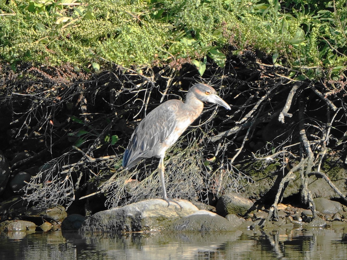 Yellow-crowned Night Heron - ML623389596