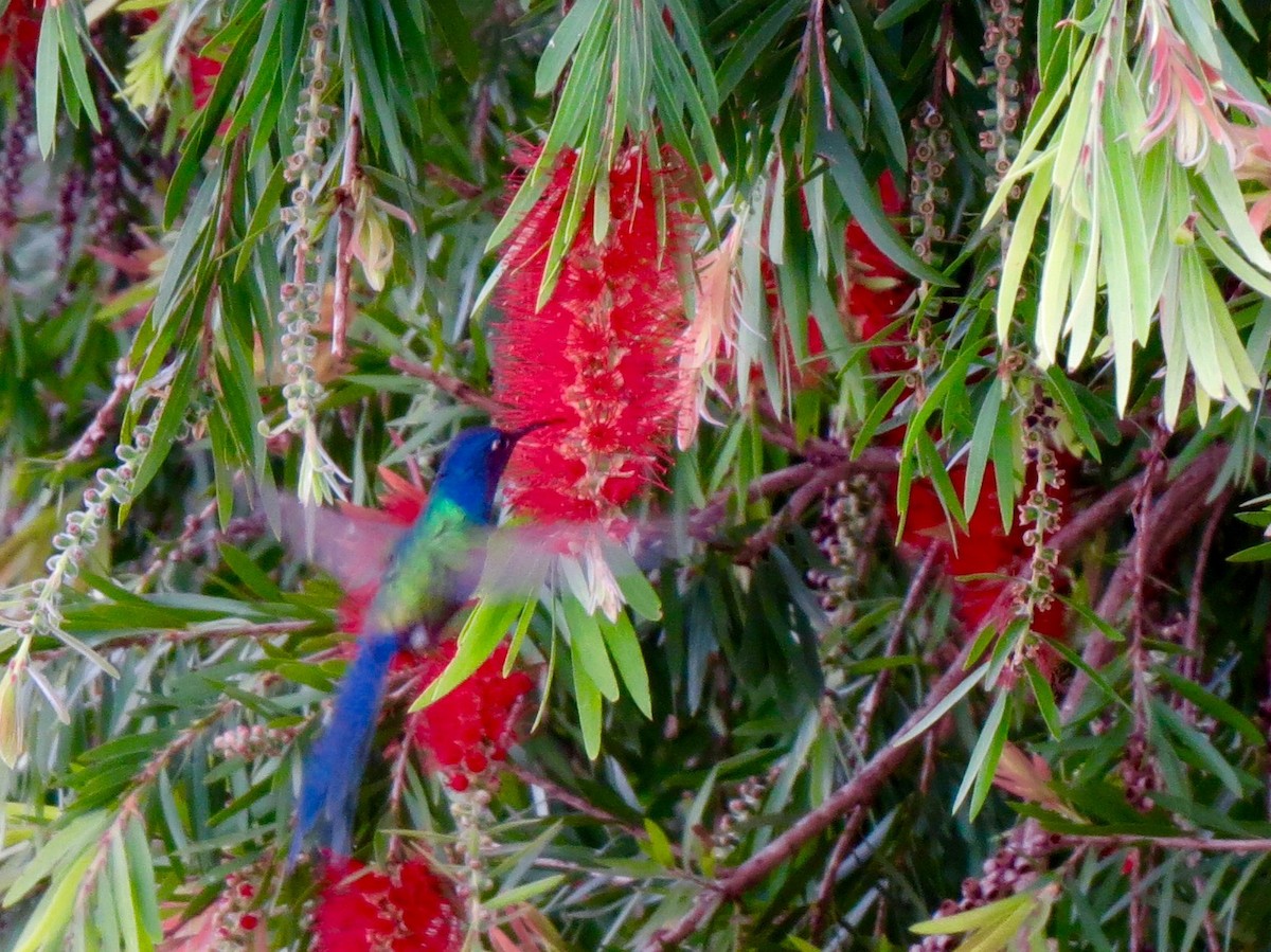 Swallow-tailed Hummingbird - Gustino Lanese