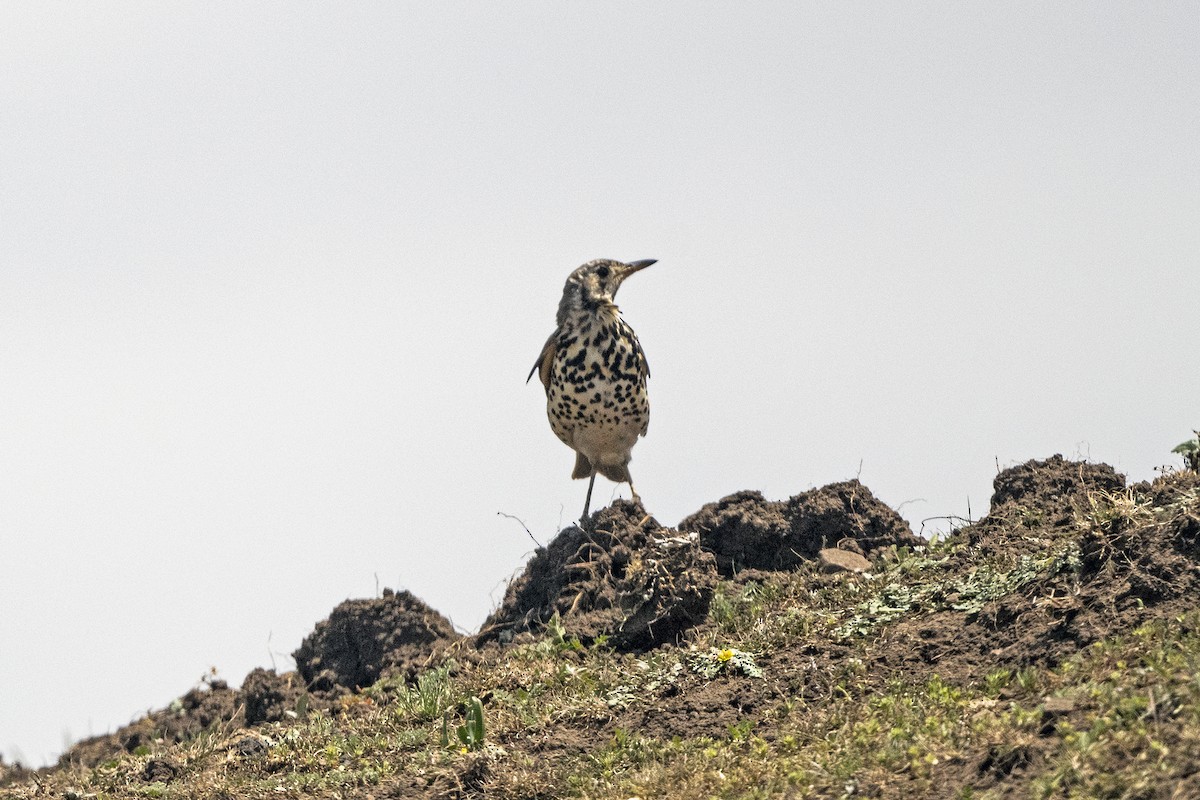 Ethiopian Thrush - ML623389626