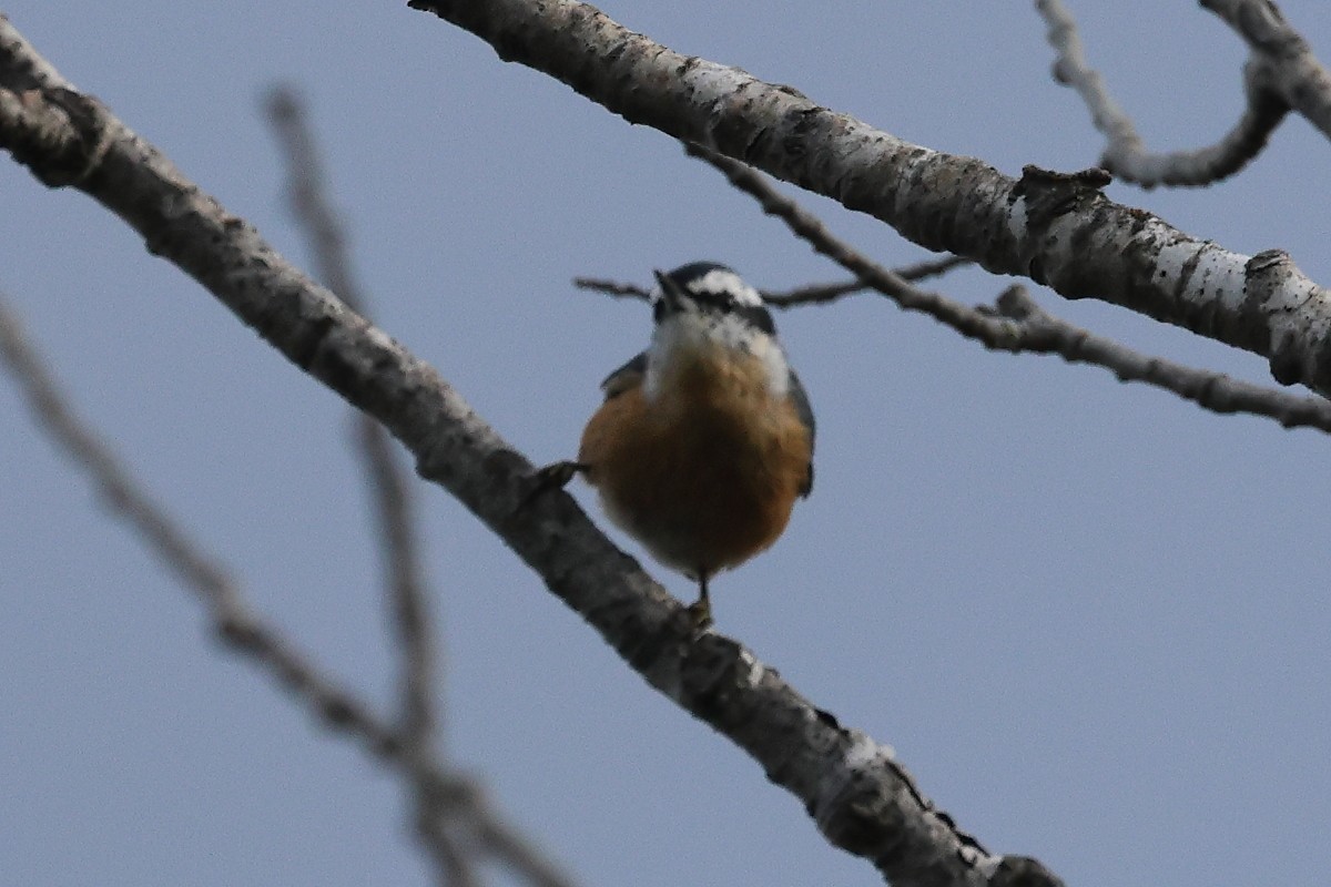 Red-breasted Nuthatch - Darcy Pinotti