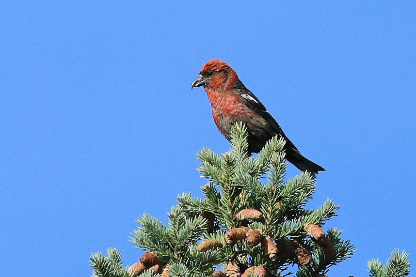 White-winged Crossbill - ML623389644