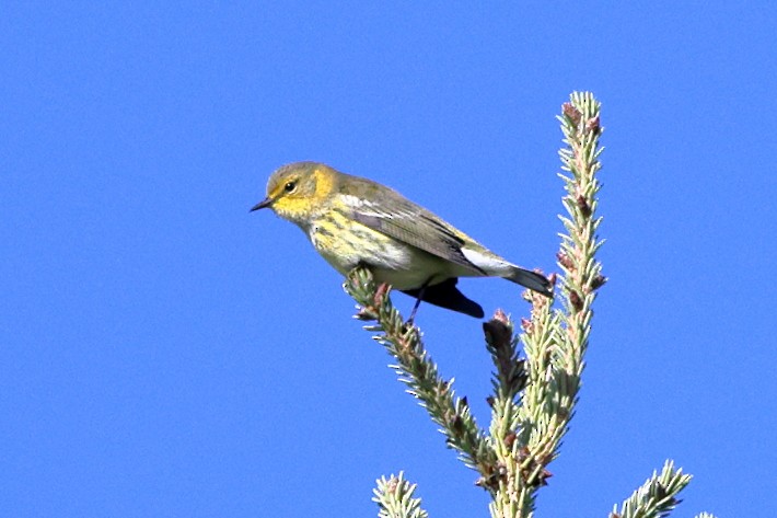 Cape May Warbler - ML623389646