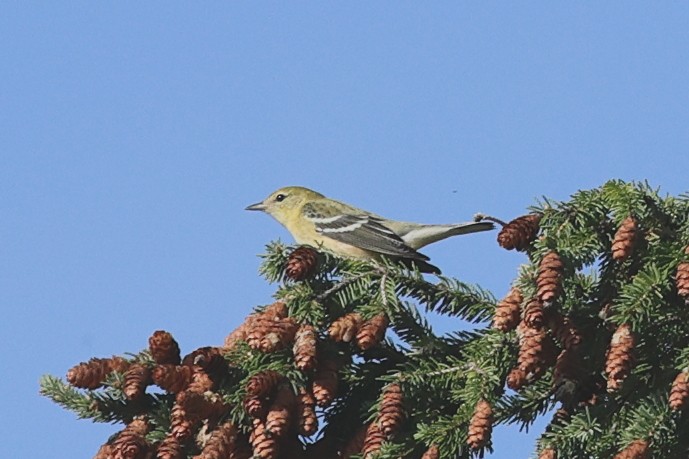 Bay-breasted Warbler - ML623389649