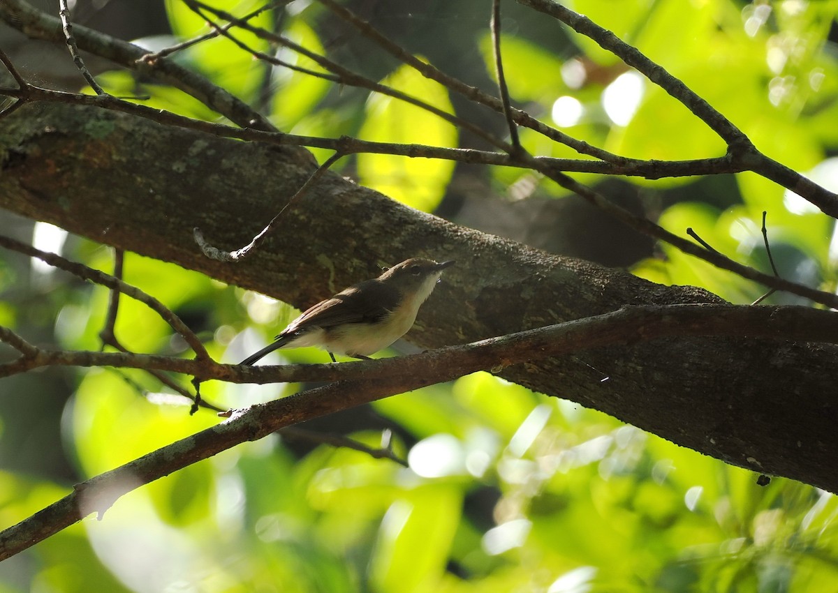 Large-billed Gerygone - ML623389653