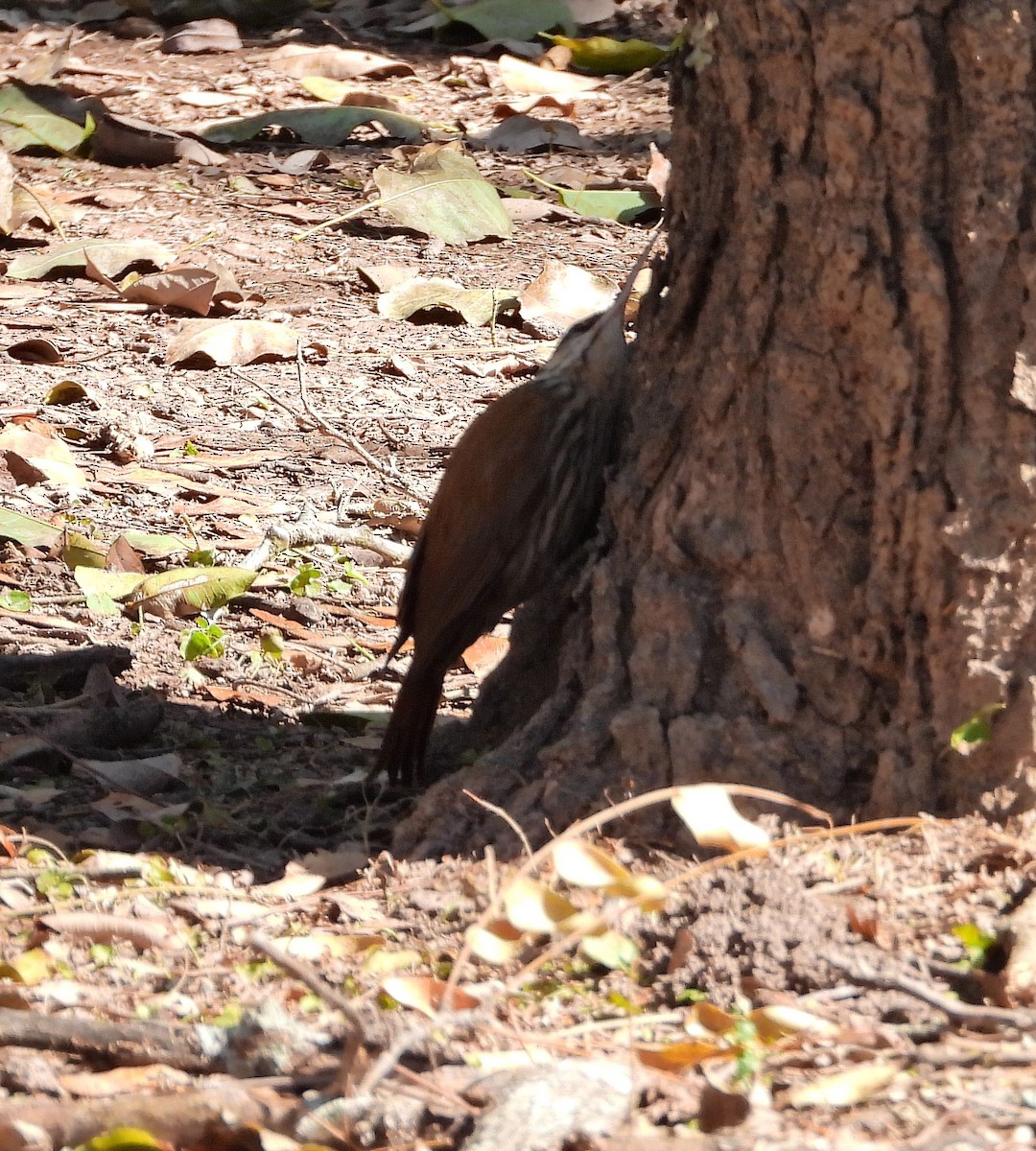 Narrow-billed Woodcreeper - ML623389676