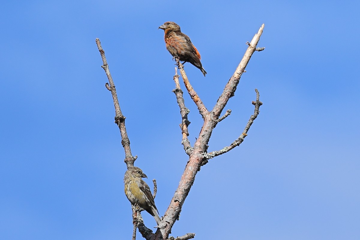 Red Crossbill - ML623389677