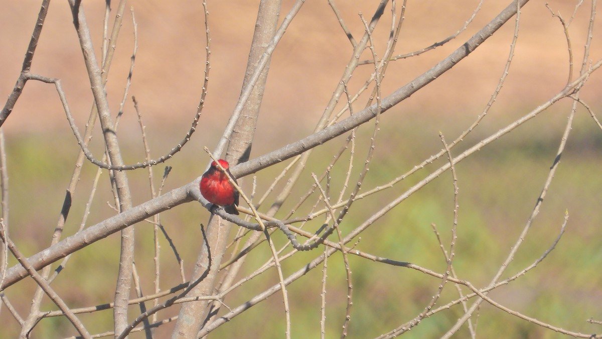 Vermilion Flycatcher - ML623389681