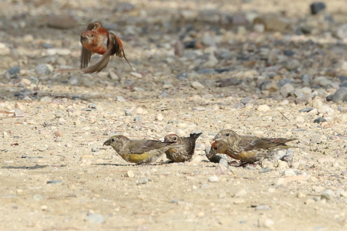 Red Crossbill - ML623389682