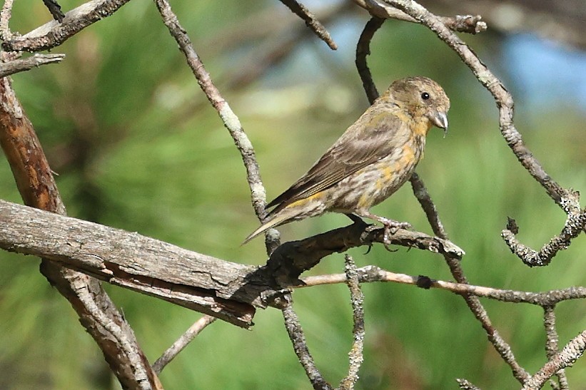 Red Crossbill - ML623389686