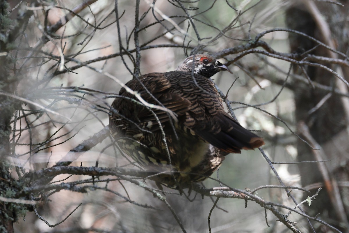 Spruce Grouse - ML623389737