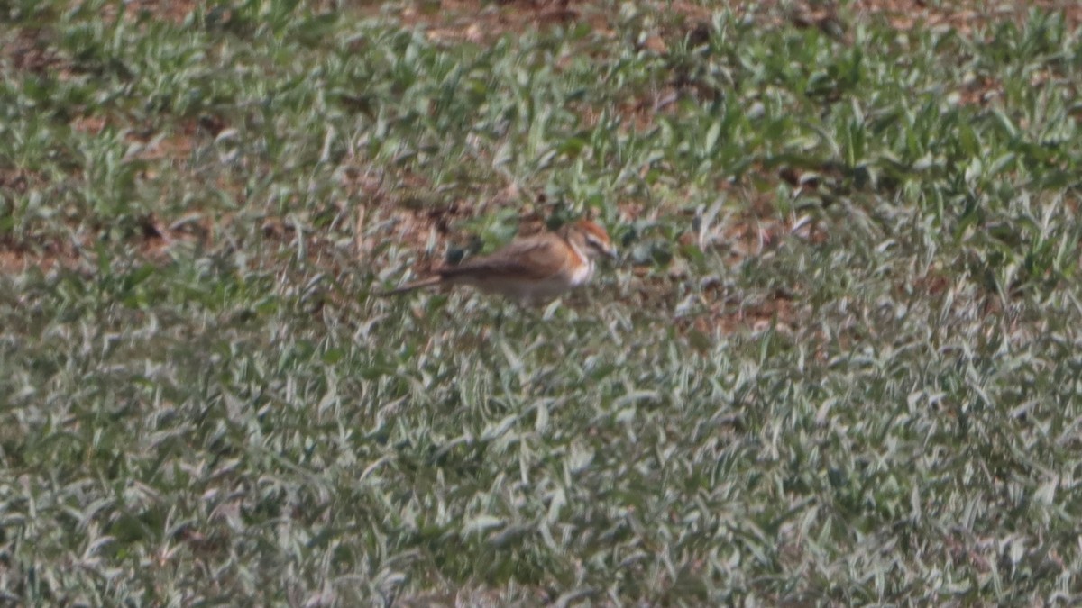 Red-capped Lark - Bez Bezuidenhout