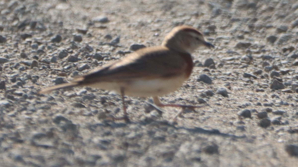 Red-capped Lark - ML623389748