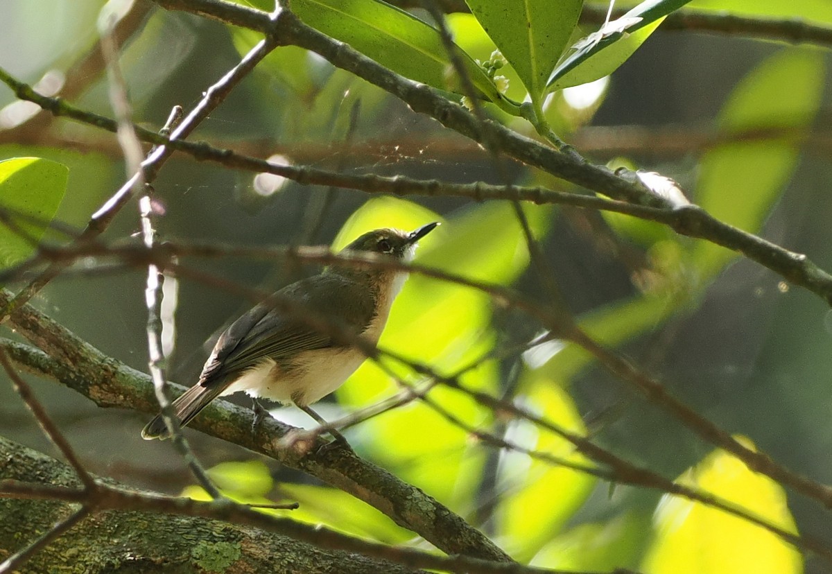 Large-billed Gerygone - ML623389766