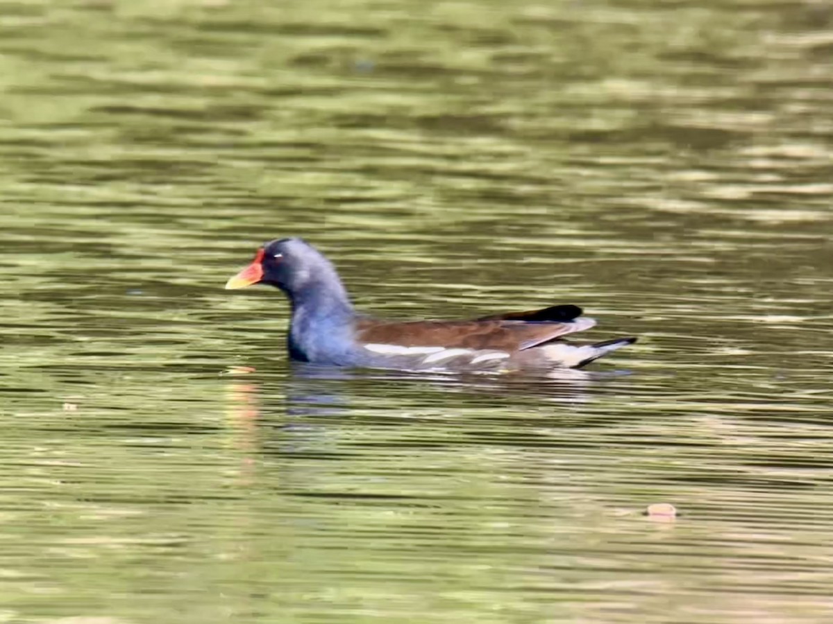 Eurasian Moorhen - Detlef Buettner