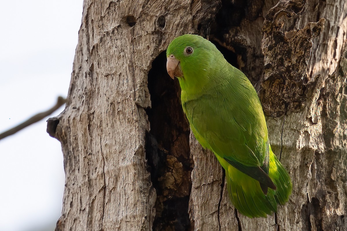 Green-rumped Parrotlet - Sergio Porto