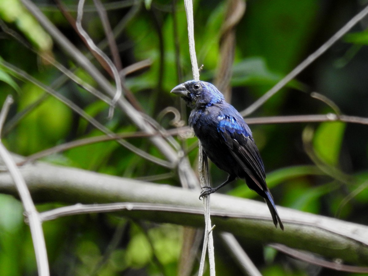 Blue Bunting - ML623389808