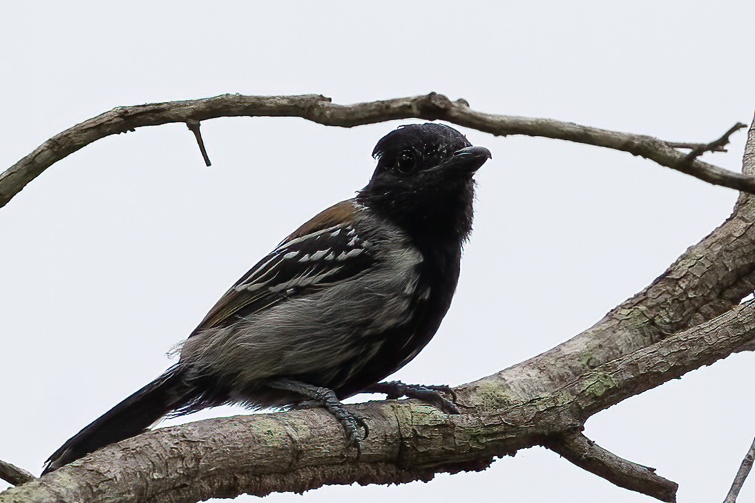 Black-crested Antshrike - ML623389810