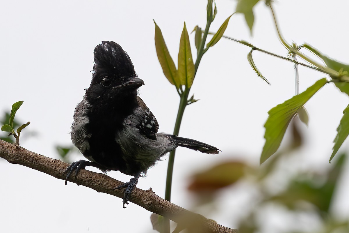 Black-crested Antshrike - ML623389811