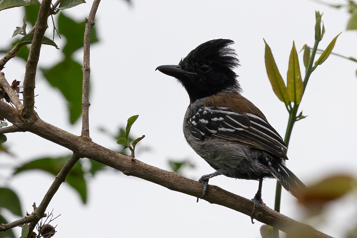 Black-crested Antshrike - ML623389812