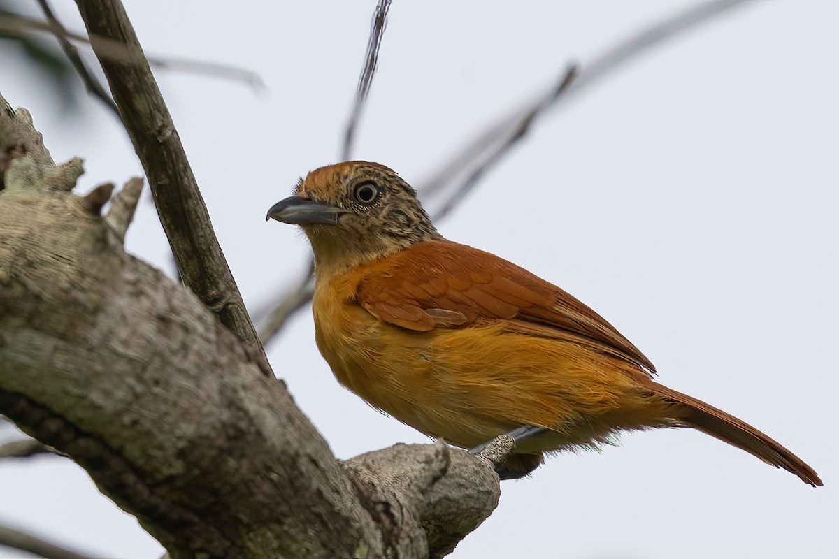 Barred Antshrike (Barred) - ML623389835