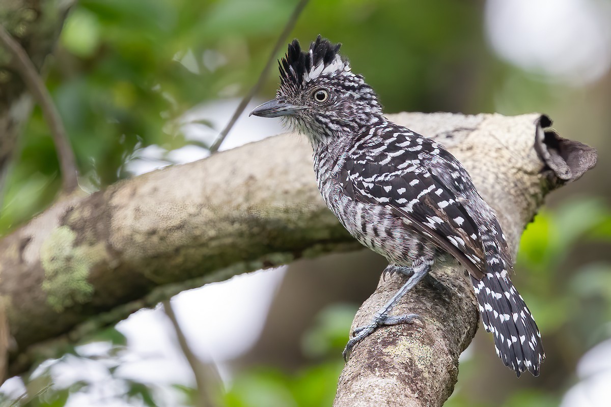 Barred Antshrike (Barred) - ML623389837