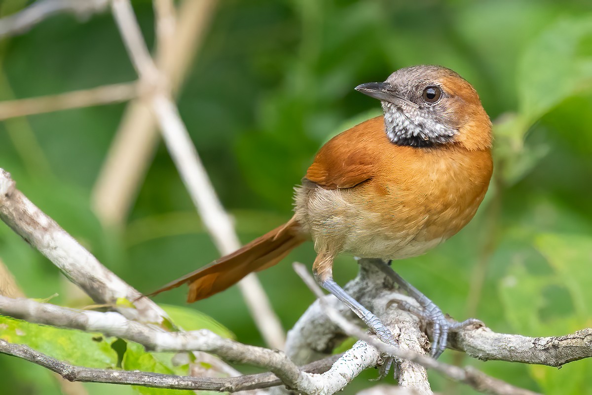 Hoary-throated Spinetail - ML623389870