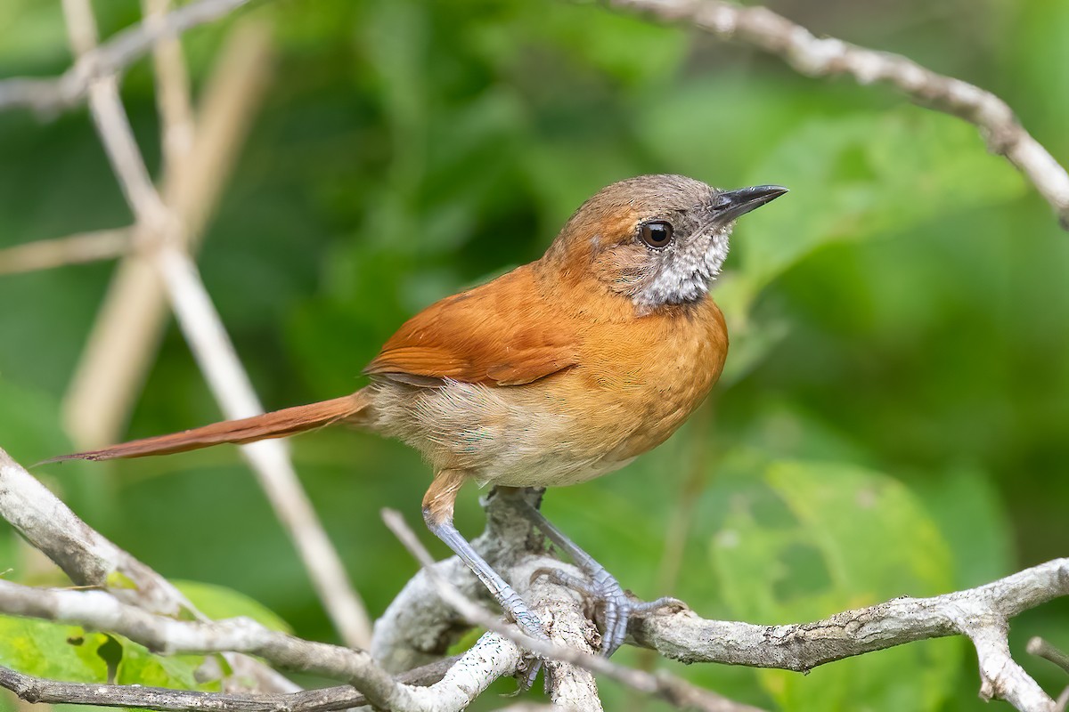 Hoary-throated Spinetail - ML623389871