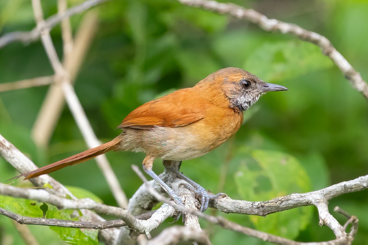 Hoary-throated Spinetail - ML623389872