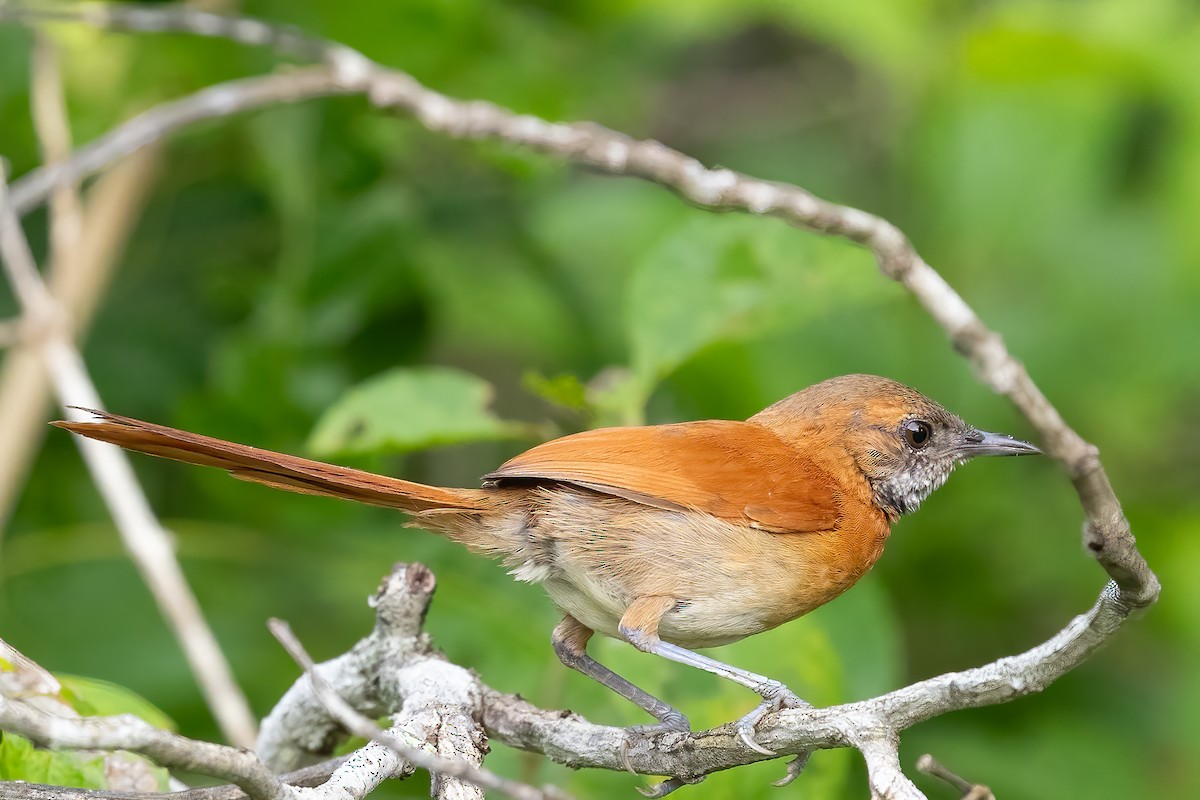 Hoary-throated Spinetail - ML623389873