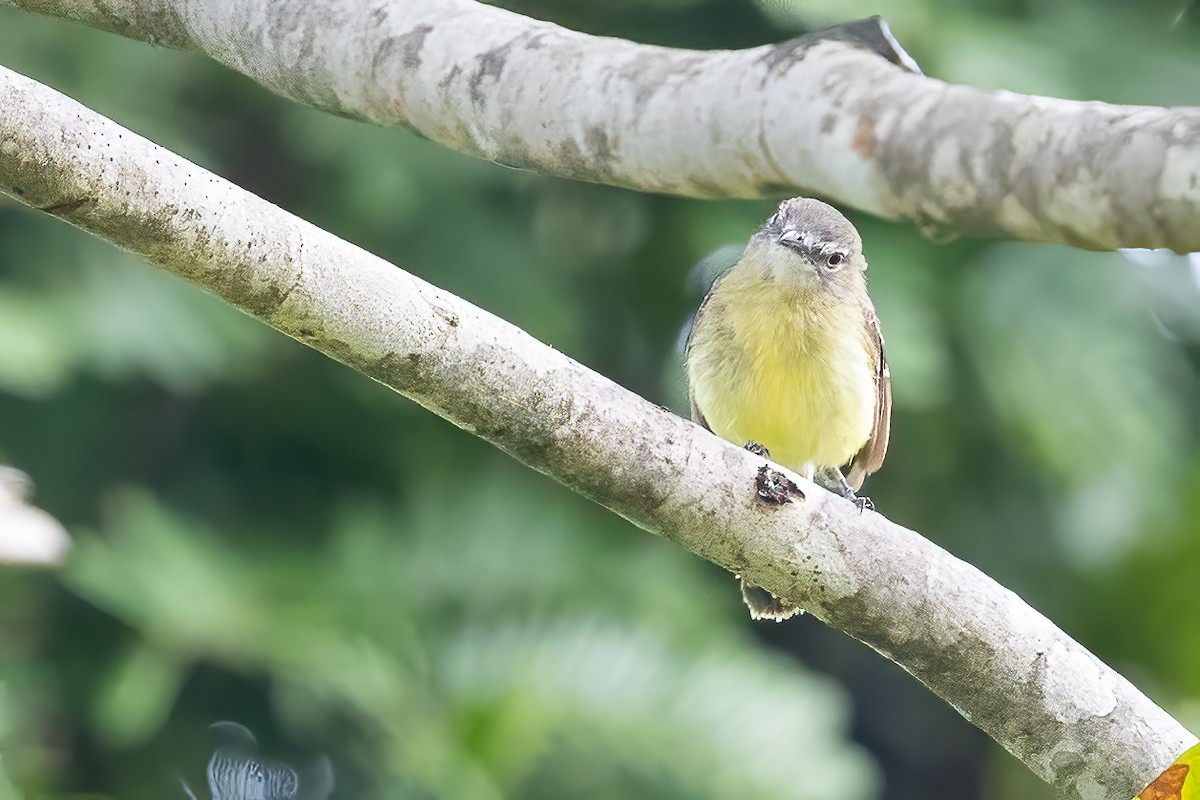 Pale-tipped Tyrannulet - ML623389887