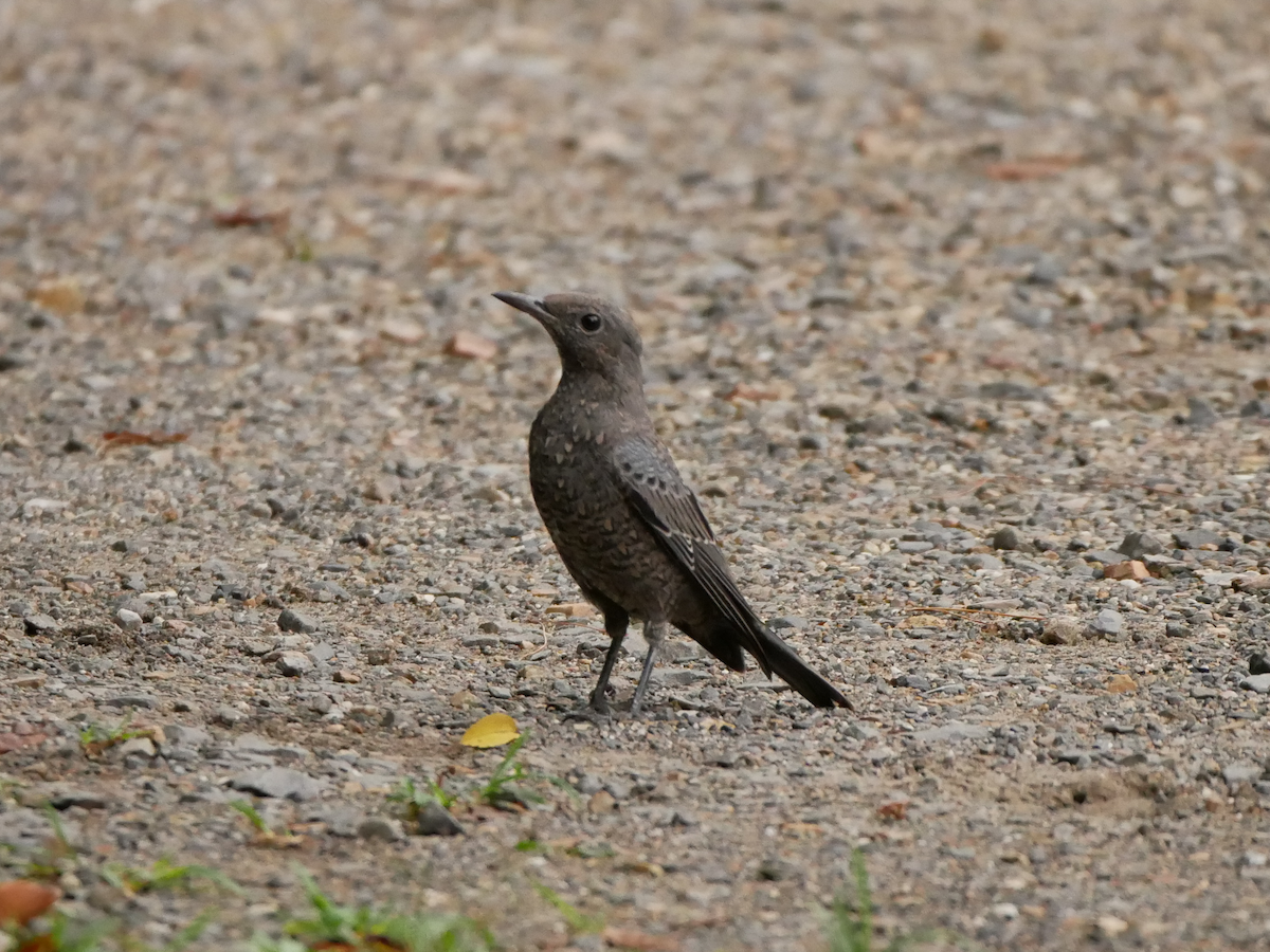 Roquero Solitario - ML623389895